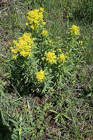 Euphorbia palustris \ Sumpf-Wolfsmilch / Marsh Spurge, D Neuried-Altenheim 27.4.2021