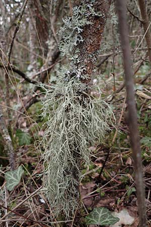 Evernia prunastri \ Pflaumen-Flechte, Eichenmoos / Oak Moss, D Neuleiningen 16.3.2022