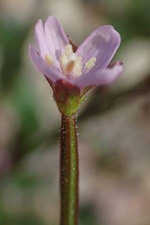 Epilobium palustre \ Sumpf-Weidenrschen, D Rheinstetten-Silberstreifen 23.7.2022