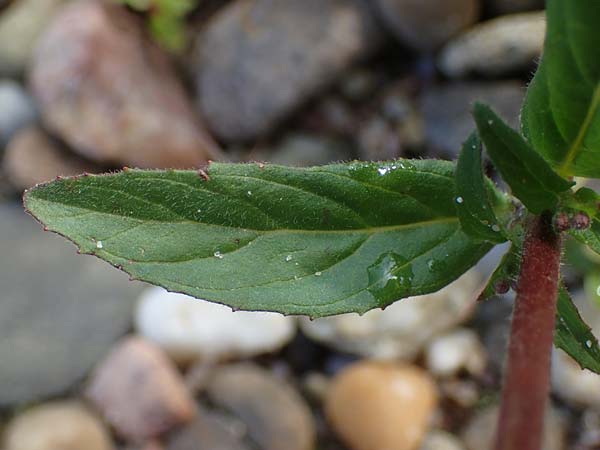 Epilobium palustre \ Sumpf-Weidenrschen, D Rheinstetten-Silberstreifen 23.7.2022