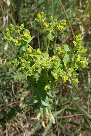 Euphorbia platyphyllos \ Breitblttrige Wolfsmilch, D Thüringen, Tunzenhausen 14.6.2023