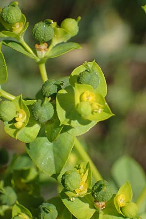 Euphorbia platyphyllos \ Breitblttrige Wolfsmilch / Broad-Leaved Spurge, D Thüringen, Tunzenhausen 14.6.2023