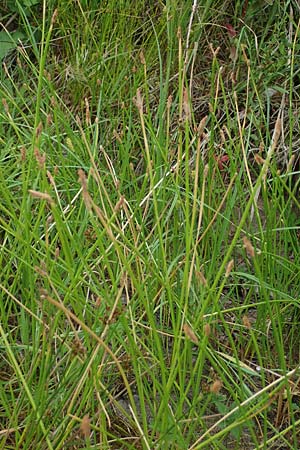 Eleocharis palustris agg. \ Gewhnliche Sumpfbinse, Gemeine Sumpfsimse / Common Spike Rush, D Freigericht 23.6.2023