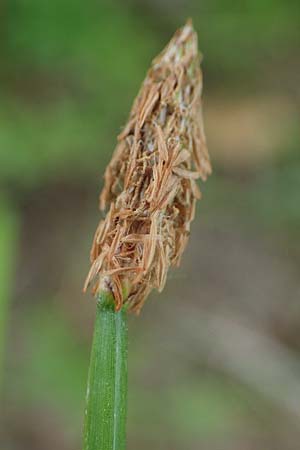 Eleocharis palustris agg. \ Gewhnliche Sumpfbinse, Gemeine Sumpfsimse / Common Spike Rush, D Freigericht 23.6.2023