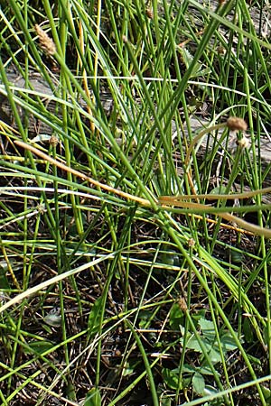 Eleocharis palustris agg. \ Gewhnliche Sumpfbinse, Gemeine Sumpfsimse / Common Spike Rush, D Eppenbrunn 26.6.2023