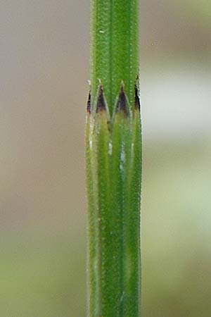 Equisetum palustre \ Sumpf-Schachtelhalm, Duwock, D Philippsburg 26.6.2013