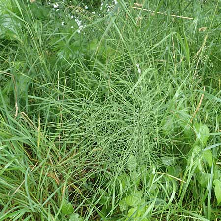 Equisetum arvense forma nemorosa \ Groer Acker-Schachtelhalm / Tall Field Horsetail, D Erlenbach am Main 25.6.2016