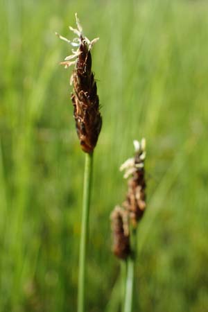 Eleocharis uniglumis \ Einspelzige Sumpfbinse, D Offenburg 1.6.2021