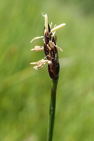 Eleocharis uniglumis \ Einspelzige Sumpfbinse / Spike Rush, D Offenburg 1.6.2021