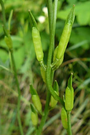 Eruca vesicaria \ Senf-Rauke, D Erlenbach am Main 4.6.2016