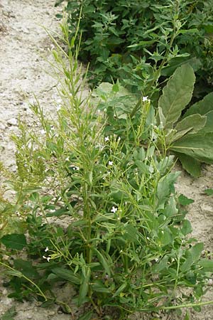 Epilobium ciliatum subsp. ciliatum \ Bewimpertes Weidenrschen / Fringed Willowherb, D Eching 25.7.2015