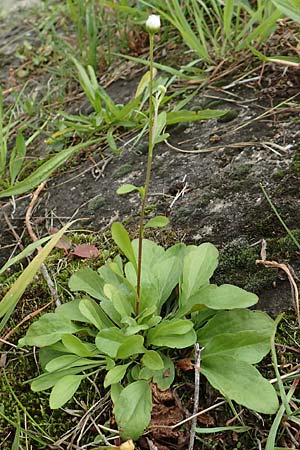 Erigeron strigosus \ Ausdauerndes Berufkraut, D Mannheim 20.9.2015