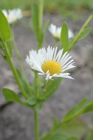 Erigeron strigosus \ Ausdauerndes Berufkraut / Common Eastern Fleabane, Prairie Fleabane, D Mannheim 23.9.2015