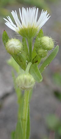 Erigeron strigosus \ Ausdauerndes Berufkraut / Common Eastern Fleabane, Prairie Fleabane, D Mannheim 23.9.2015