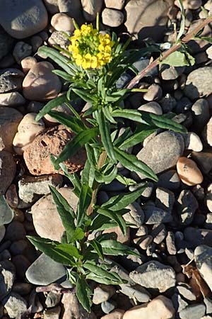 Erysimum cheiranthoides \ Acker-Schterich, Acker-Schotendotter, D Dresden 2.11.2015