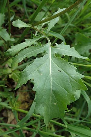 Eruca vesicaria \ Senf-Rauke / Garden Rocket, D Erlenbach am Main 28.4.2016