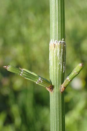 Equisetum ramosissimum \ stiger Schachtelhalm / Branched Horsetail, D Mannheim 22.6.2016