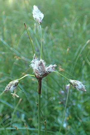 Eriophorum angustifolium \ Schmalblttriges Wollgras / Common Cotton Grass, D Schwarzwald/Black-Forest, Feldberg 10.7.2016