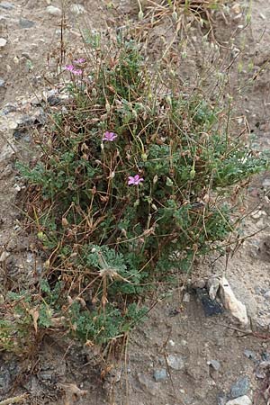 Erodium cicutarium \ Gewhnlicher Reiherschnabel / Common Crane's-Bill, Philary, D Mannheim 22.9.2018