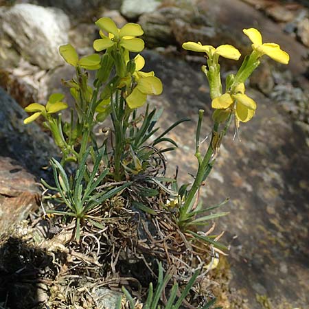 Erysimum kotschyanum / Turkish Treacle Mustard, D Frankfurt Palmengarten 21.4.2019