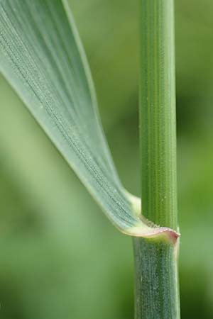 Elymus hispidus \ Graugrne Quecke, D Philippsburg 6.6.2019