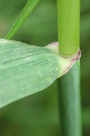 Elymus hispidus \ Graugrne Quecke / Intermediate Wheatgrass, D Philippsburg 6.6.2019