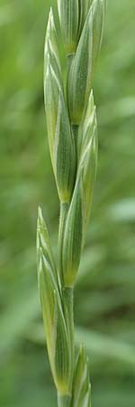 Elymus repens \ Kriechende Quecke / Couch Grass, D Philippsburg 6.6.2019