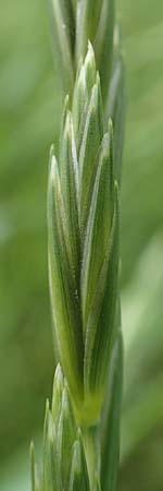 Elymus repens \ Kriechende Quecke / Couch Grass, D Philippsburg 6.6.2019