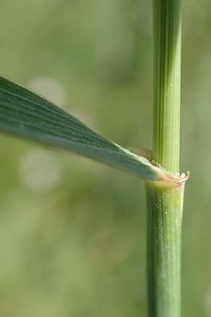 Elymus repens \ Kriechende Quecke, D Mannheim 20.6.2019