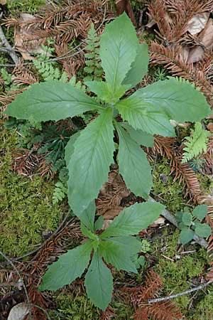 Erechtites hieraciifolius / American Burnweed, Fireweed, D Black-Forest, Gengenbach 21.7.2020