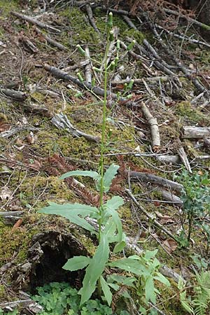 Erechtites hieraciifolius \ Amerikanisches Schein-Greiskraut / American Burnweed, Fireweed, D Schwarzwald/Black-Forest, Gengenbach 6.9.2020