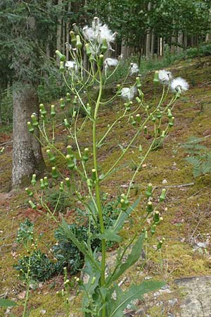 Erechtites hieraciifolius, Amerikanisches Schein-Greiskraut