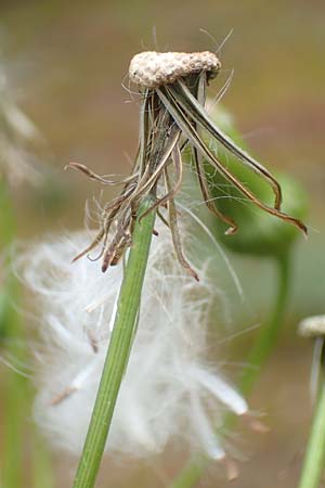 Erechtites hieraciifolius / American Burnweed, Fireweed, D Black-Forest, Gengenbach 6.9.2020