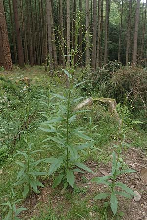 Erechtites hieraciifolius \ Amerikanisches Schein-Greiskraut / American Burnweed, Fireweed, D Schwarzwald/Black-Forest, Gengenbach 6.9.2020