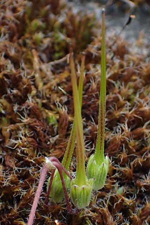 Erodium cicutarium \ Gewhnlicher Reiherschnabel / Common Crane's-Bill, Philary, D Mannheim 24.4.2022