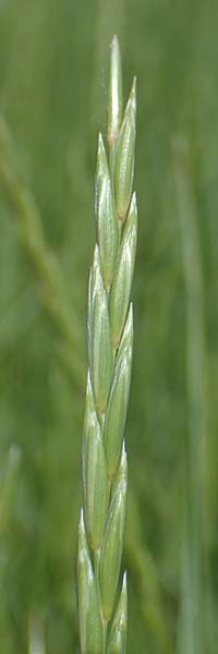 Elymus repens \ Kriechende Quecke, D Sachsen-Anhalt, Salziger See 7.6.2022