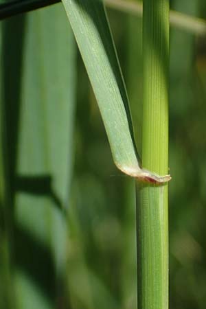 Elymus repens \ Kriechende Quecke / Couch Grass, D Sachsen-Anhalt, Salziger See 7.6.2022