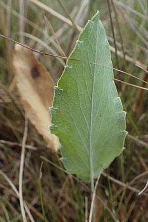 Eryngium campestre \ Feld-Mannstreu / Field Thistle, D Thüringen, Heldrungen 16.6.2023