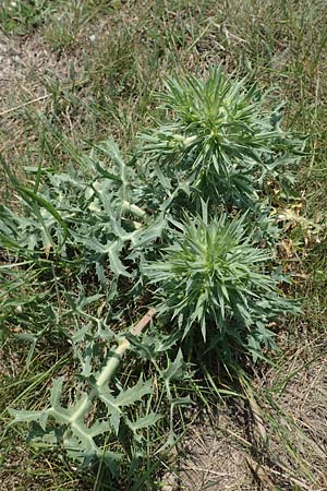 Eryngium campestre \ Feld-Mannstreu / Field Thistle, D Querfurt 18.6.2023