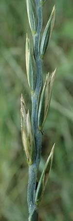 Elymus repens \ Kriechende Quecke / Couch Grass, D Harbach 3.8.2023