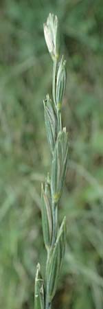 Elymus repens \ Kriechende Quecke / Couch Grass, D Harbach 3.8.2023