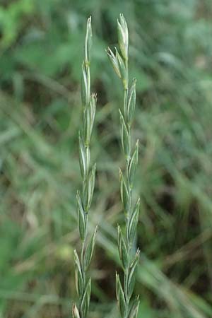 Elymus repens \ Kriechende Quecke / Couch Grass, D Harbach 3.8.2023