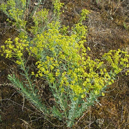 Euphorbia seguieriana \ Steppen-Wolfsmilch / Seguier's Spurge, D Sandhausen 25.5.2007