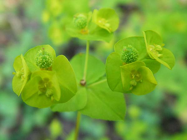 Euphorbia stricta \ Steife Wolfsmilch / Upright Spurge, D Efringen-Kirchen 25.6.2010