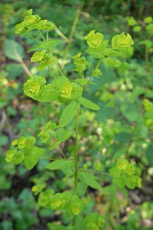 Euphorbia stricta \ Steife Wolfsmilch / Upright Spurge, D Efringen-Kirchen 25.6.2010