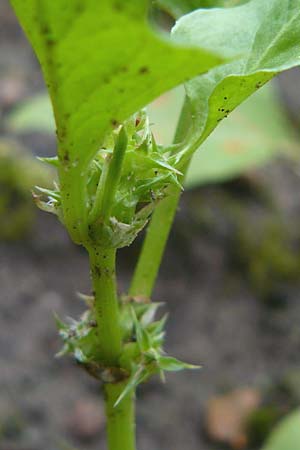 Rumex spinosus \ Stech-Ampfer / Spiny Emex, Lesser Jack, D Botan. Gar.  Universit.  Mainz 13.9.2008