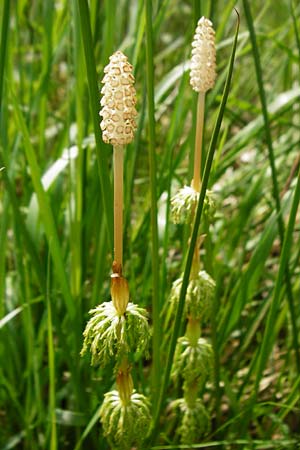 Equisetum sylvaticum \ Wald-Schachtelhalm / Wood Horsetail, D Rödermark 2.5.2015