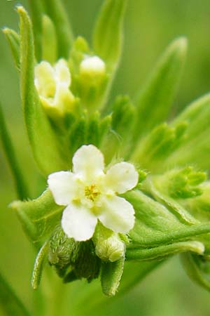 Lithospermum officinale \ Echter Steinsame / Common Gromwell, D Grettstadt 1.6.2015