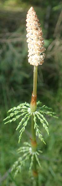 Equisetum sylvaticum \ Wald-Schachtelhalm / Wood Horsetail, D Leutkirch 7.5.2016