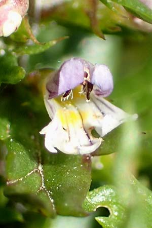 Euphrasia salisburgensis \ Salzburger Augentrost, D Pfronten 28.6.2016